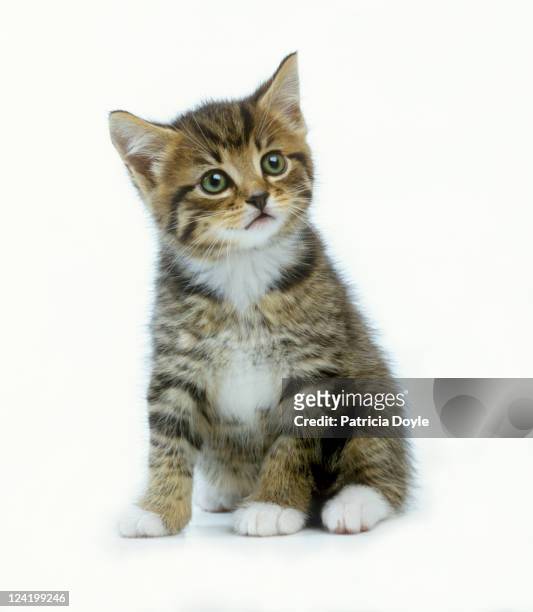 oh really - cute kitten stock-fotos und bilder