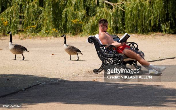 Geese walk past a man as he sits in the sun to read a book in Hyde Park, west London, on July 19, 2022 as the country experiences an extreme heat...