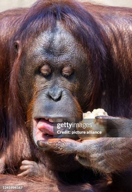 July 2022, Mecklenburg-Western Pomerania, Rostock: Female orangutan Hsiao-Nings eats an ice bomb made of fruit and frozen juices in the zoo's...