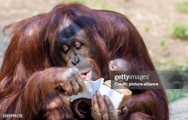 July 2022, Mecklenburg-Western Pomerania, Rostock: Female orangutan Hsiao-Nings eats an ice bomb made of fruit and frozen juices while holding her...