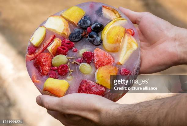 July 2022, Mecklenburg-Western Pomerania, Rostock: An animal keeper holds an ice bomb made of fruit and frozen juices in the zoo's Darwineum. Because...