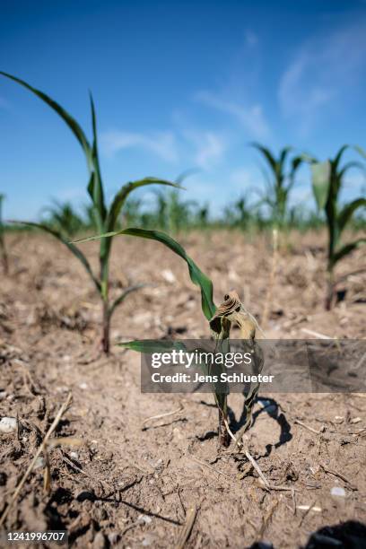 Too small maize plants standing on a dry field during a heat wave on July 19, 2022 in Zschepplin near Leipzig, Germany. Temperatures are expected to...