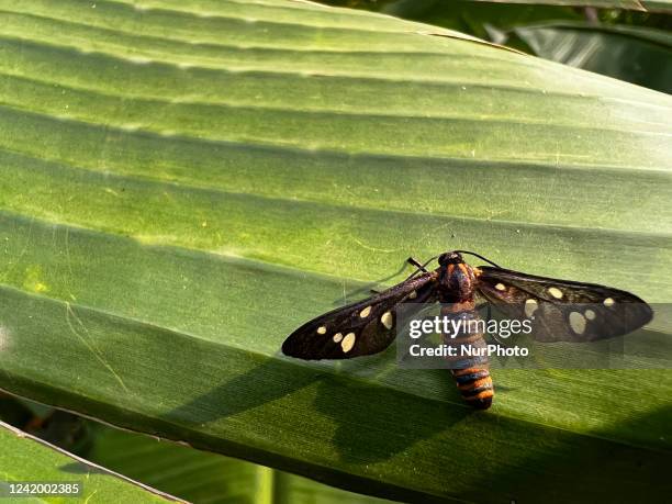 Sandalwood Defoliator Moth on a leaf in Ooruttambalam, Kerala, India, on May 13, 2022.