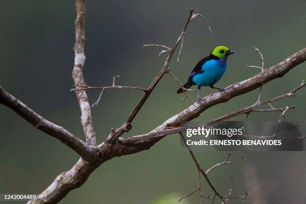 Paradise tanager is pictured at the Cordillera Escalera mountains natural reserve in Tarapoto, northeastern Peru, on July 11, 2022. Unique species of...