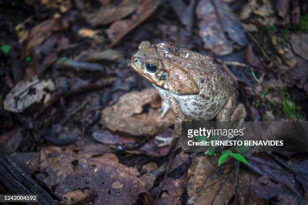Cane toad is pictured at the Cordillera Escalera mountains natural reserve in Tarapoto, northeastern Peru, on July 9, 2022. Unique species of endemic...