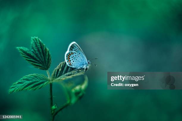 common blue butterfly on green nature leaf background - macro stockfoto's en -beelden