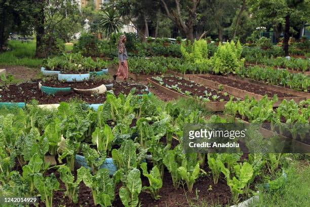 View of a greenhouse, where vegetables are grown with a different method within the new project of Environmental Protection Committee to prevent the...