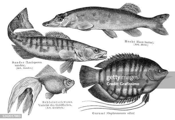 northern pike perch and different fish illustration 1897 - enciclopedia stock illustrations