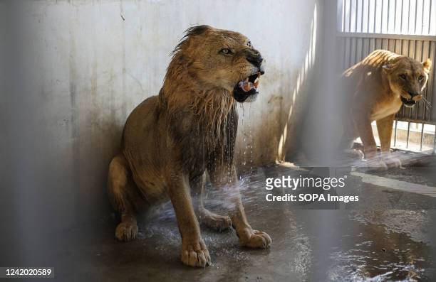 Lions sprayed with water to cool them on a hot day at Namaa Zoo. A heat wave sweeps the Middle East region coming from the Kingdom of Saudi Arabia,...