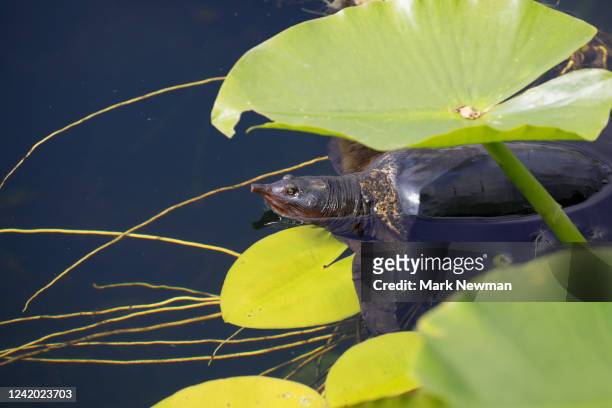 florida softshell turtle - florida softshell turtle stock pictures, royalty-free photos & images