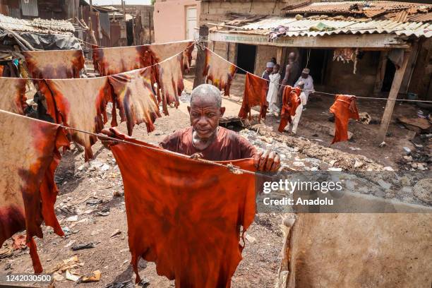 Man is tanning leather at a traditional tanner in Kano, Nigeria on July 11, 2022. The province of Kano ensures that local fabrics reach various using...