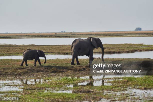 Elephants roam the Chobe river which borders Botswana and Namibia in Kasane, on July 19, 2022. Kavango-Zambezi Transfrontier Conservation Area...