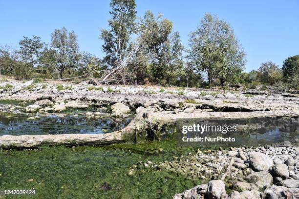 The Serio River, one of the tributaries of the Adda River, with minimal levels of water and dead fish during Italian drought emergency in Grassobbio...