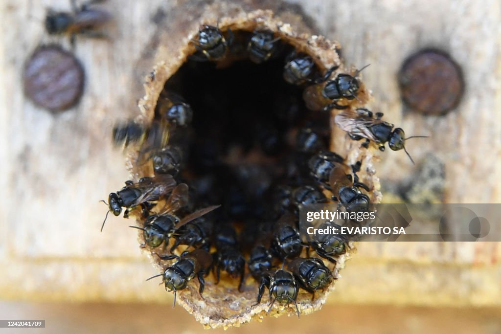 Brazil Insect Bee TOPSHOT - Detail of a hive of native Brazilian bees at the Abelha ...