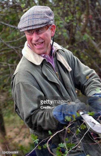 Britain's Prince Charles reacst during a hedgelaying practice 29 October 2005 at the National Hedgelaying championships at Home farm, in Tetbury. AFP...