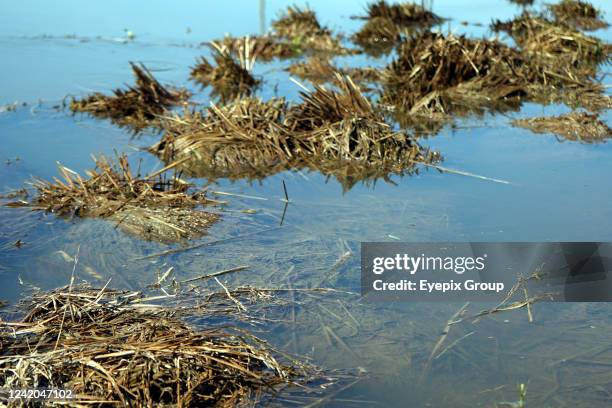 Due to sudden floods in Sylhet, the paddy cut in the land has rotted in the water. Even if that paddy is brought to a dry place, the seedlings are...