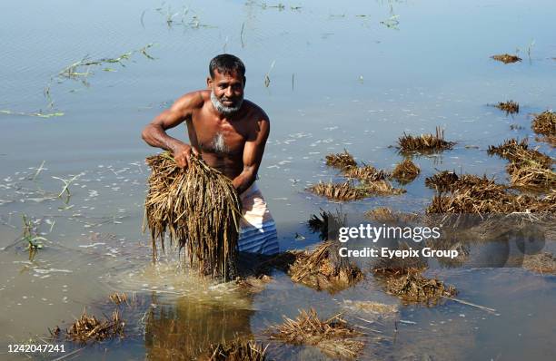 Farmer tries to rescue crops under water. Due to sudden floods in Sylhet, the paddy cut in the land has rotted in the water. Even if that paddy is...