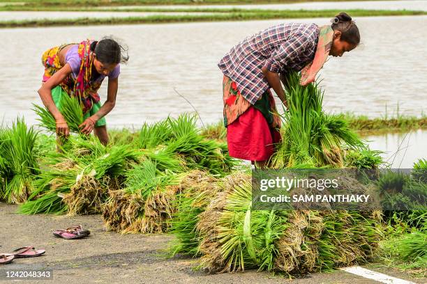 Farm labourers work at a rice paddy field on the outskirts of Ahmedabad on July 22, 2022.