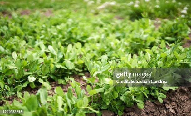 young plant of green peas in the garden of early spring. - bean sprouting stock pictures, royalty-free photos & images