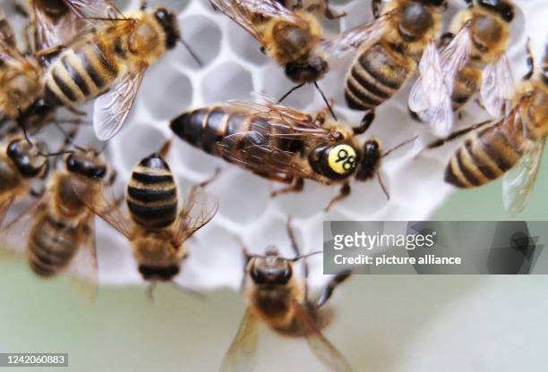 July 2022, Saxony, Fraureuth: A queen bee with the number 98 in the so-called mating site Fraureuth in the Werdauer forest. Small colonies of bees,...