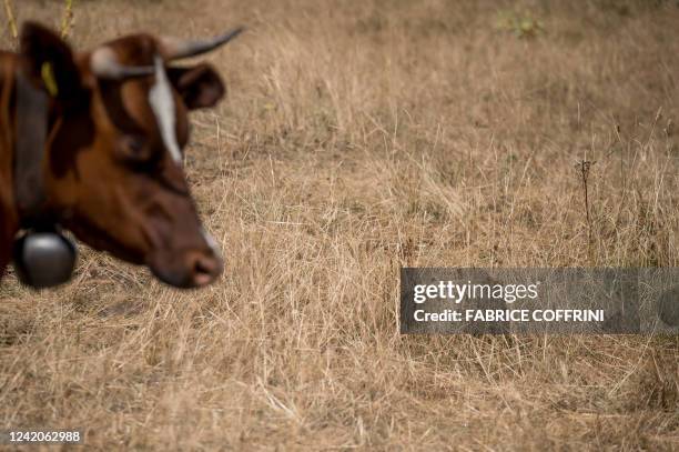 Cow grazes in a drought-afflicted field in the Vue des Alpes mountain pass above La Chaux-de-Fonds, western Switzerland on July 22, 2022.