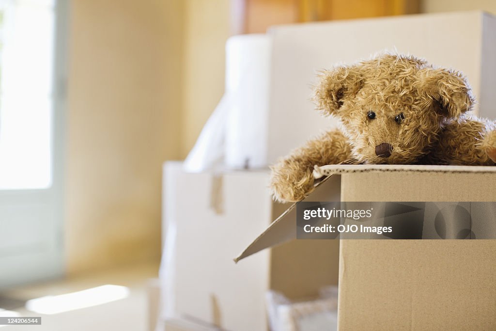 Close-up of a soft toy in moving box