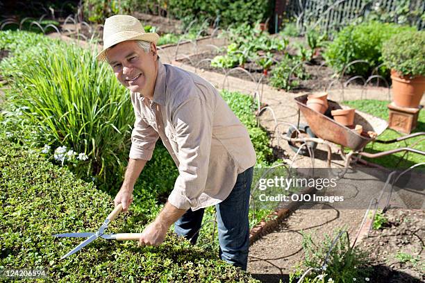 porträt eines lächelnden senior mann stutzen hecke im inneren garten - heckenschere stock-fotos und bilder