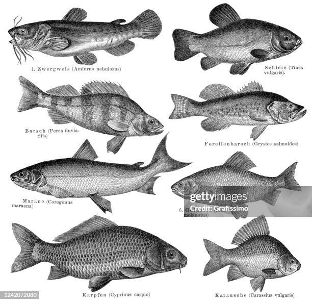 551点の鯉イラスト素材 Getty Images 551点の鯉イラスト素材 Getty Images