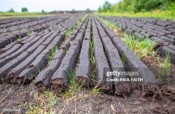 Irish turf, cut the Bog of Allen, is pictured drying in a field before being used as a traditional way of heating Irish homes, in Carragh, west of...