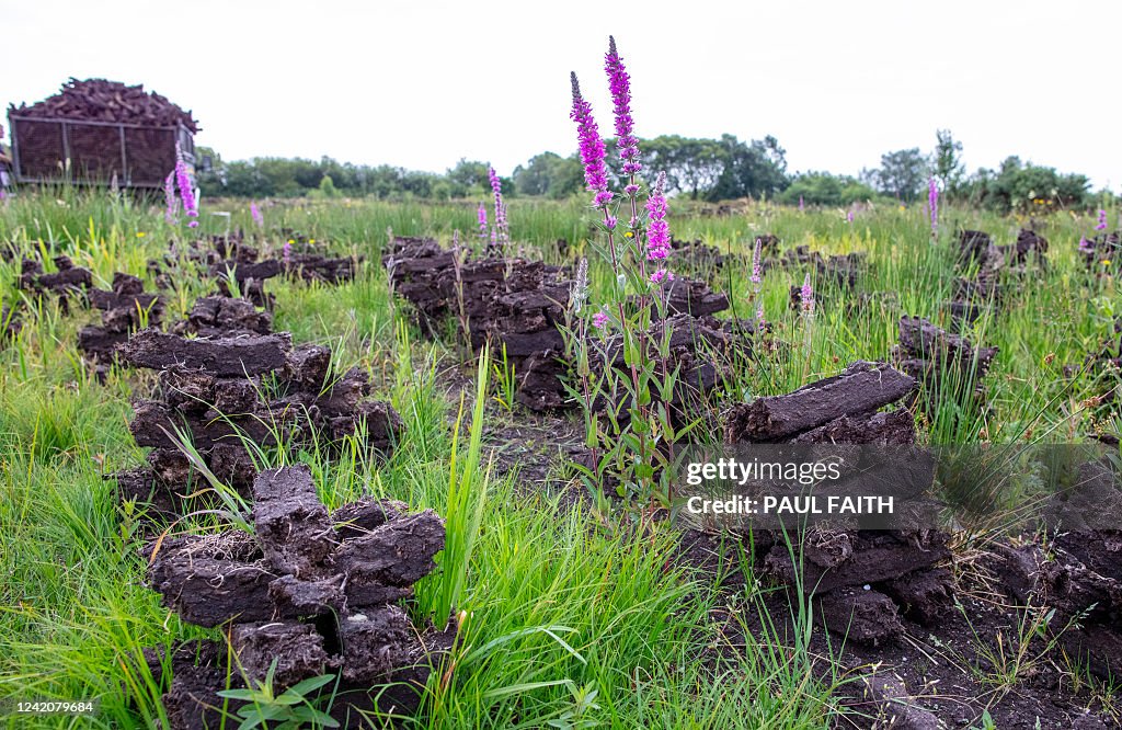 Turf Ireland Cut Irish turf drying from the Bog of Allen in Co Kildare, a... News ...