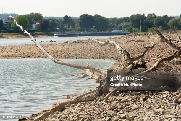 A dry tree branch is seen laying on the bank of the Rhine river in Bad Honnef, Germany on July 23, 2022 as rain has slightly raised the water levels...