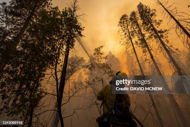 Firefighter cools a burning tree at the Oak Fire near Midpines, northeast of Mariposa, California, on July 23, 2022. The California wildfire ripped...