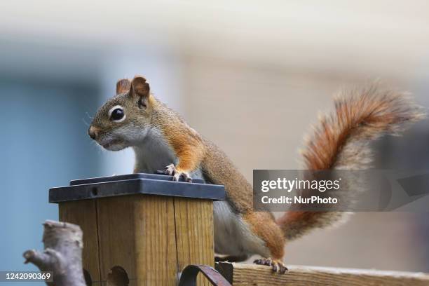 American red squirrel in Toronto, Ontario, Canada, on July 24, 2022.
