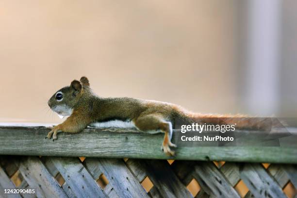 American red squirrel in Toronto, Ontario, Canada, on July 23, 2022.