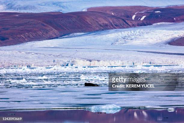 Seal lies on the ice breaking from the Greenland ice sheet into the Baffin Bay near Pituffik, Greenland on July 18, 2022 as captured on a NASA...