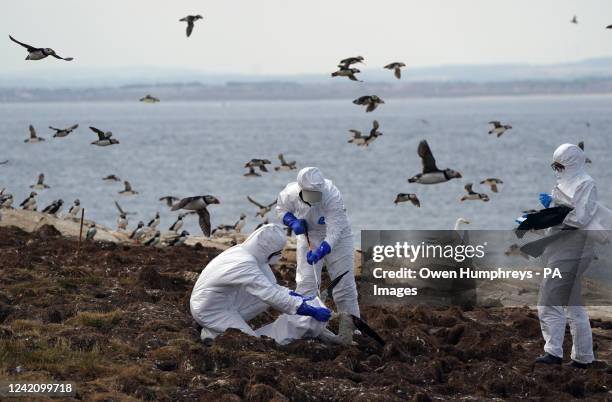 The National Trust team of rangers clear deceased birds from Staple Island, one of the Outer Group of the Farne Islands, off the coast of...