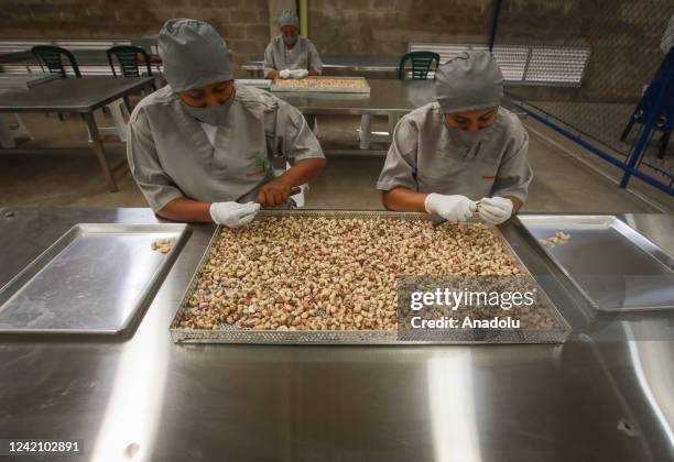 People from the department of Vichada work on a project to plant cashew trees, which not only allows them to improve their quality of life but also...