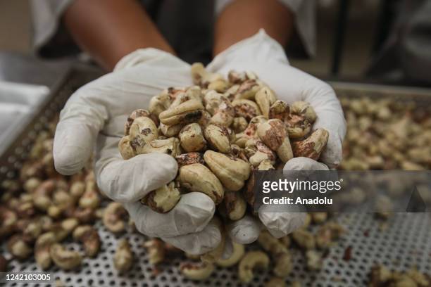 People from the department of Vichada work on a project to plant cashew trees, which not only allows them to improve their quality of life but also...