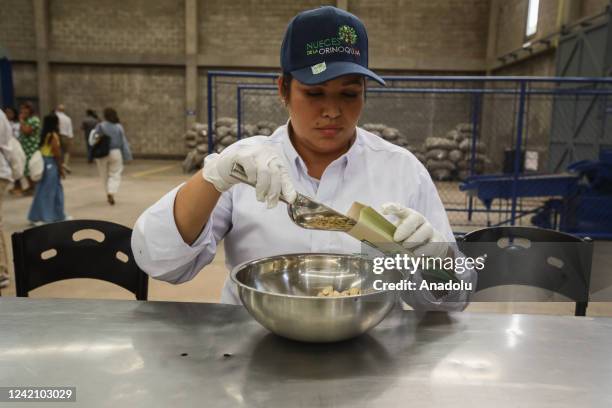 People from the department of Vichada work on a project to plant cashew trees, which not only allows them to improve their quality of life but also...