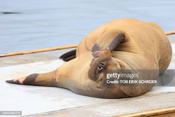 Female walrus named Freya lies at the waterfront at Frognerstranda in Oslo on July 18, 2022. For a week, a young female walrus nicknamed Freya has...