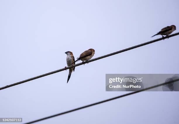 The Indian silverbill or white-throated munia is a small passerine bird found in the Indian Subcontinent and adjoining regions that were formerly...