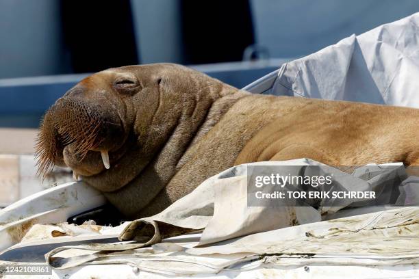 Young female walrus nicknamed Freya rests on a boat in Frognerkilen, Oslo Fjord, Norway, on July 19, 2022. For a week, a young female walrus...