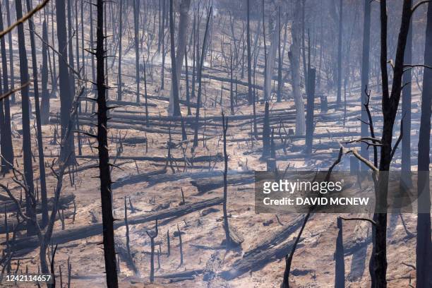 Smoldering trunks that were once a living forest are all that remain after the destructive Oak Fire near Mariposa, California on July 25, 2022....