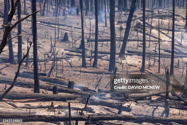 Smoldering trunks that were once a living forest are all that remain after the destructive Oak Fire near Mariposa, California on July 25, 2022....