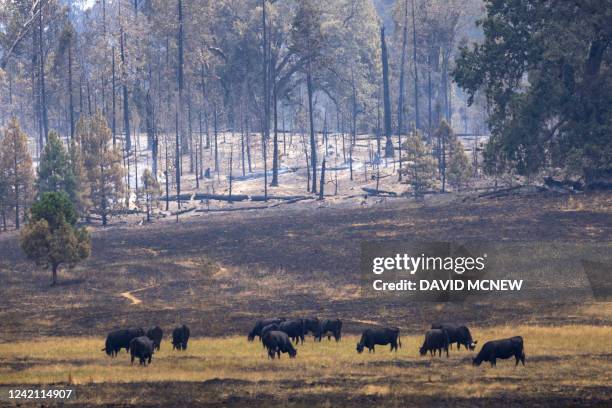 Cattle graze in a meadow surrounded by smoldering trunks after the destructive Oak Fire near Mariposa, California on July 25, 2022. Firefighters were...