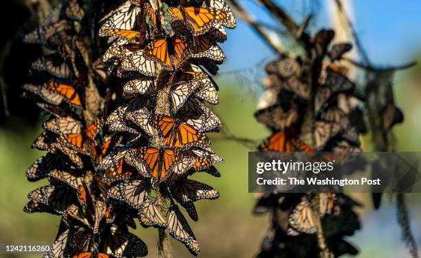 Perhaps rebounding from a path of extinction, or perhaps not 025 Western Monarch Butterflies cluster together on lace lichen and Monterey pines...