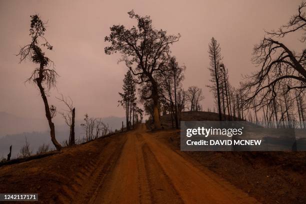 This photograph taken on July 25 shows parts of a forest destroyed by the Oak Fire near Mariposa, California, burning west of Yosemite National Park...