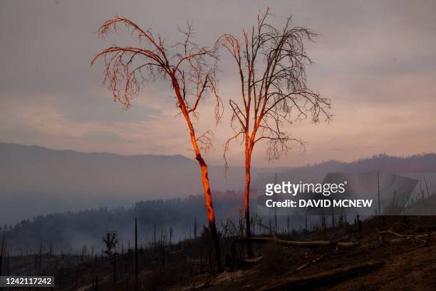 This photograph taken on July 25 shows parts of a forest destroyed by the Oak Fire near Mariposa, California, burning west of Yosemite National Park...