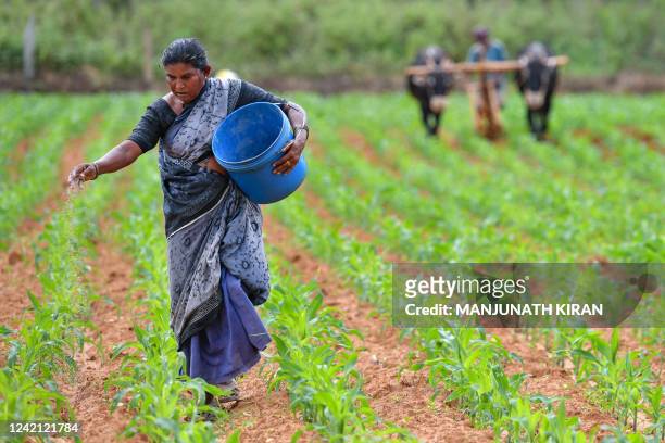 Farmer ploughs a field as his wife sprinkles fertiliser over a crop of maize on the outskirts of Bangalore on July 26, 2022.
