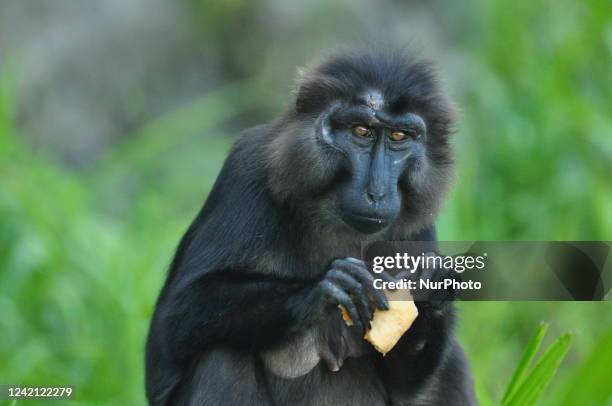 Black sulawesi monkey with the Latin name Macaca Nigra eating biscuits in a protected forest area in Parigi Moutong Regency, Central Sulawesi...